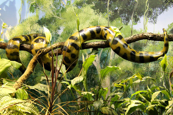 Snake at Mystic Aquarium. Mystic, CT.