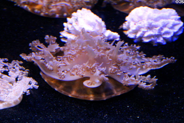 Upside-down jellies (<i>Cassiopeia xamachana</i>) at Mystic Aquarium. Mystic, CT.