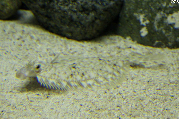 camouflaged Winter flounder at Mystic Aquarium. Mystic, CT.