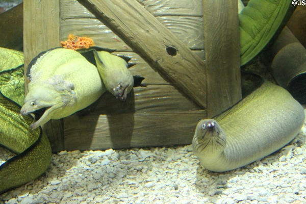 Moray eels at Mystic Aquarium. Mystic, CT.