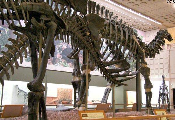 Dinosaur hall at Yale Peabody Museum. New Haven, CT.