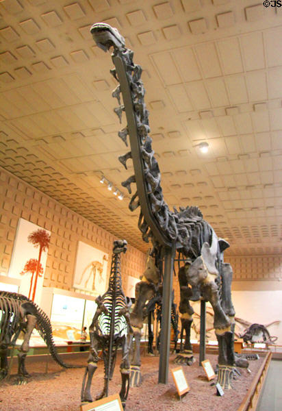 Apatosaurus (aka Brontosaurus) from Jurassic period 150 million years ago at Yale Peabody Museum. New Haven, CT.
