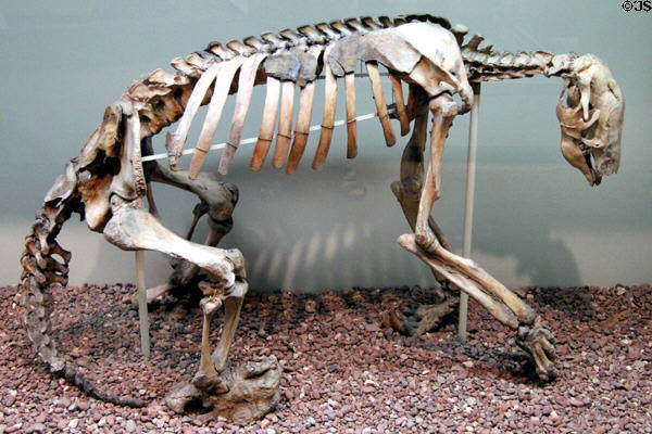 Ground Sloth skeleton (11,000 years ago) at Yale Peabody Museum. New Haven, CT.
