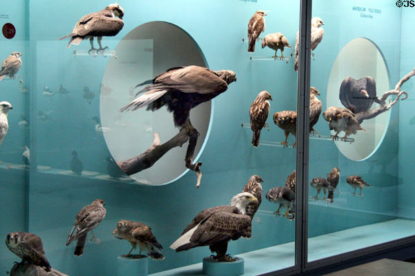 Bird collection at Yale Peabody Museum. New Haven, CT.