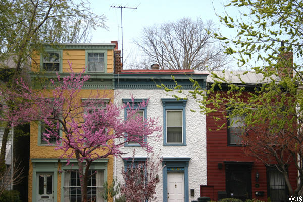 Italianate houses 412-16 East Capitol St. with tree in bloom. Washington, DC.