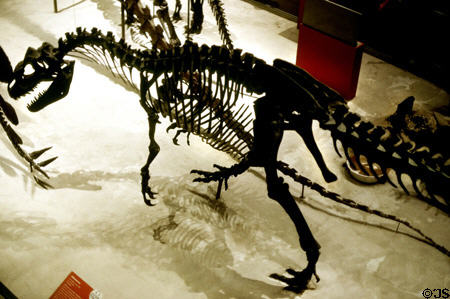 Allosaurus dinosaur skeleton in Smithsonian's Natural History Museum. Washington, DC.
