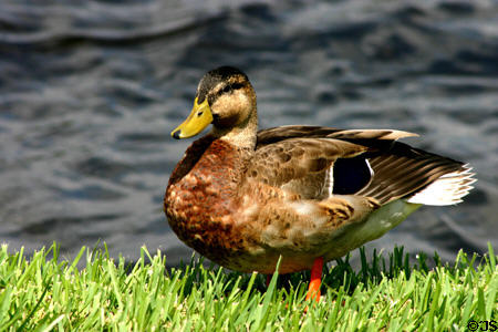 Mallard duck female (<i>Anas platyrhynchos</i>). FL.