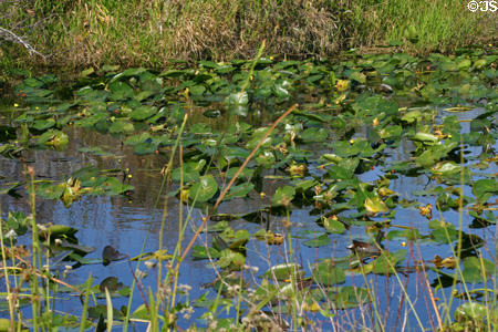 Lilly pond in the Everglades. FL.