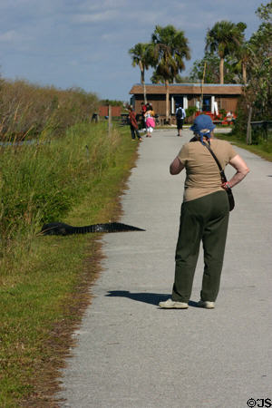 Hiker contemplates alligator in Everglades National Park. FL.