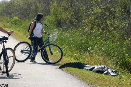 Cyclists meets alligator in Everglades National Park. FL.