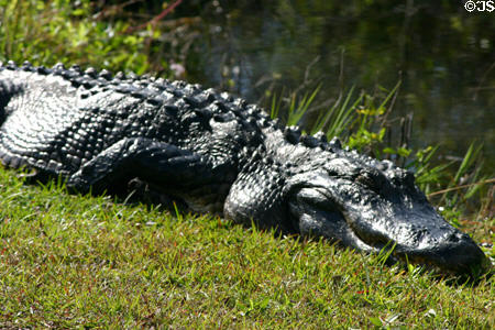 Alligator suns beside waterway. FL.