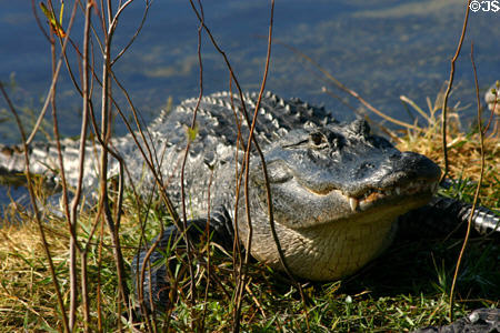Alligator raises head in Everglades. FL.