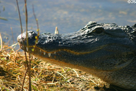 Smiling alligator. FL.