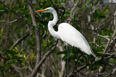 Great Egret (<i>Casmerodius albus</i>). FL.