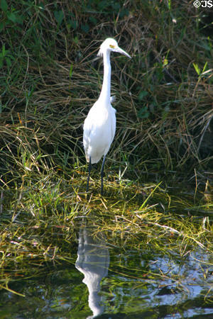 Snowy Egret (<i> Egretta thula</i>). FL.