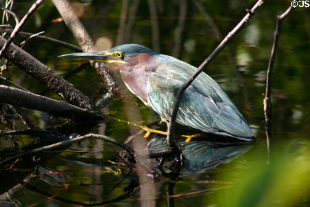 Green-backed Heron (<i>Butorides striatus</i>). FL.