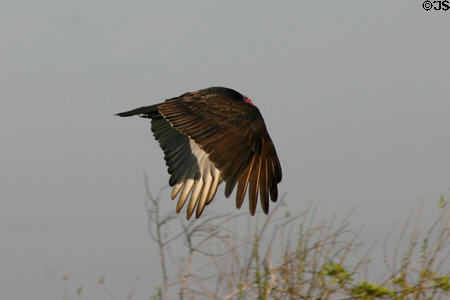 Turkey Vulture (<i>Cathartes aura</i>) in flight. FL.