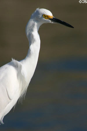 Snowy Egret (<i> Egretta thula</i>). FL.