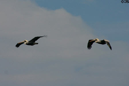 Pelicans in flight. FL.