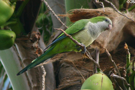 Monk parakeet (<i>Myiopsitta monachus</i>) established in wild. Fort Lauderdale, FL.