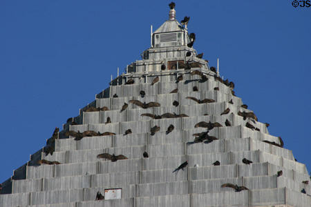 Vultures spread wings on pyramidal roof of Miami-Dade County Courthouse. Miami, FL.