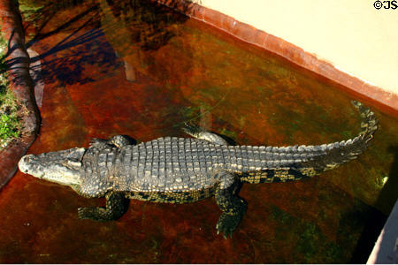 Crocosaurus, saltwater crocodile from Thailand weighs 2000 lbs, at Parrot Jungle Island. Miami, FL.