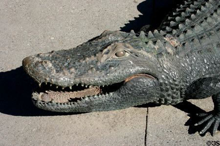 Head of alligator by Craig T. Ustler. Orlando, FL.