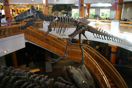 T-Rex skeletal replica in Jurassic Park Discovery Center at Universal's Islands of Adventure. Orlando, FL.