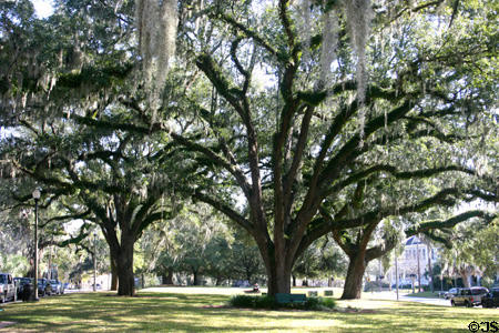 Spanish moss covered trees of Park Street. Tallahassee, FL.