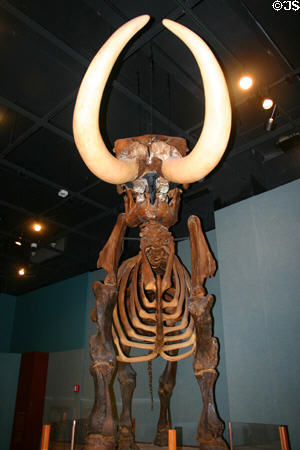 Tusks dominate Mastodon skeleton in Museum of Florida History. Tallahassee, FL.