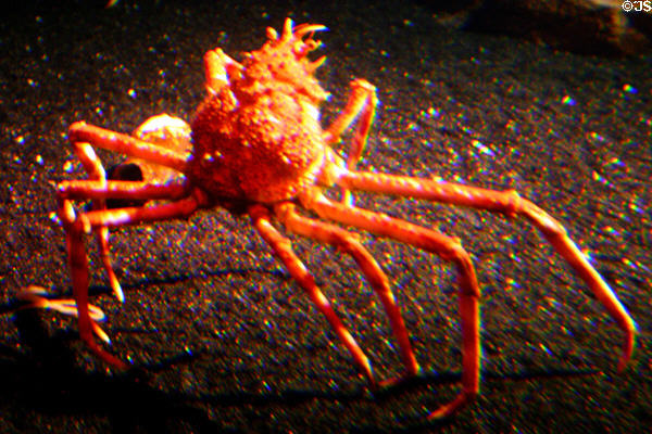 Crab at Georgia Aquarium. Atlanta, GA.