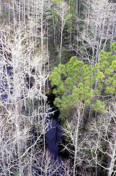 Okefenokee National Wildlife Refuge forest canopy seen from an observation tower at visitor center. GA.