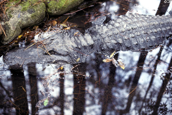 Alligator in Okefenokee swamp. GA.