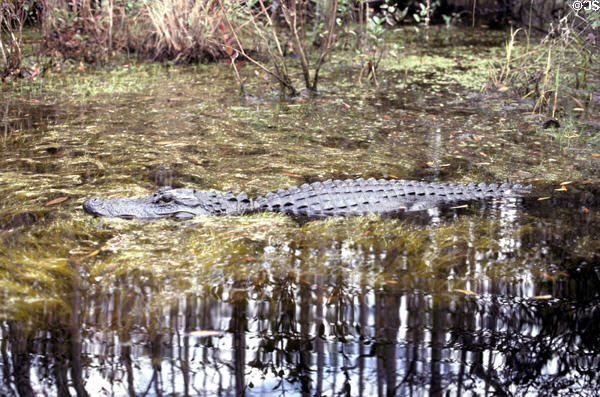 Floating vegetation disguises alligator in Okefenokee swamp. GA.
