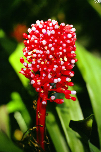 Red flower at Hawaiian Tropical Botanical Gardens, west of Hilo. Big Island of Hawaii, HI.