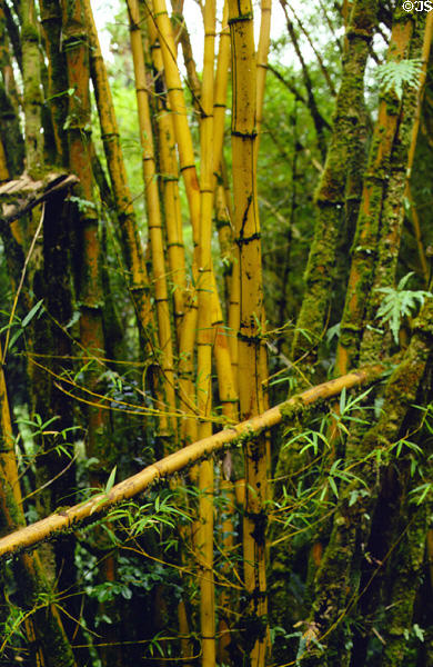 Yellow bamboo at Akaka Falls State Park, west of Hilo. Big Island of Hawaii, HI.