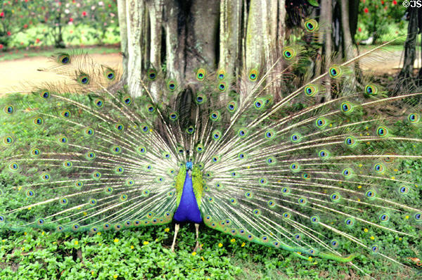 Peacock shows off it's colorful feathers at Smith's Tropical Paradise. Kauai, HI.