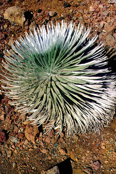 Silversword, a plant which blooms once & then dies, only found on top of Mount Haleakala in Maui. Maui, HI.