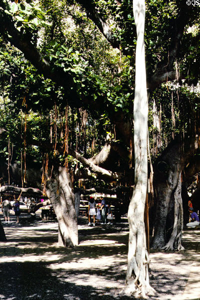 Court Square, Lahaina, with Hawaii's largest Banyan tree (12 trunks, height 52 ft / 16m & diameter 197 ft / 60 m). Maui, HI.