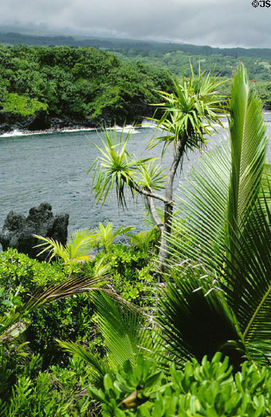 Coastal vegetation at National Tropical Garden at Kahanu. Maui, HI.