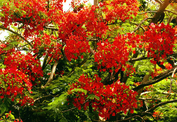 Blossoming flame tree (aka Royal Poinciana) (<i>Delonix regia</i>). Oahu, HI.