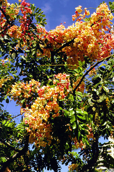 Golden shower tree (<i>Cassia fistula</i>) . Oahu, HI.