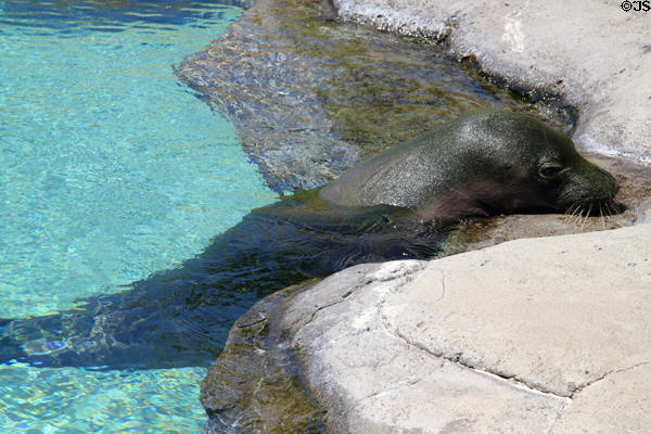 Hawaiian monk seal (<i>Monachus schauinslandiat</i>) at Waikiki Aquarium. Waikiki, HI.