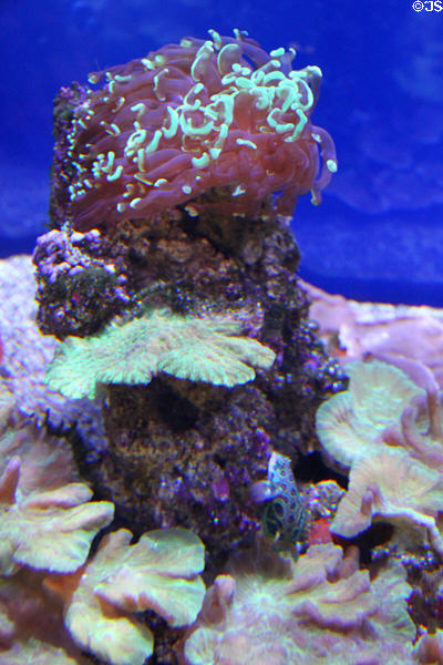 Coral collection at Waikiki Aquarium. Waikiki, HI.