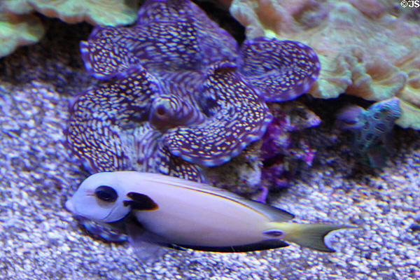 Lieutenant Surgeonfish (<i>Acanthurus tennentii</i>) at Waikiki Aquarium. Waikiki, HI.