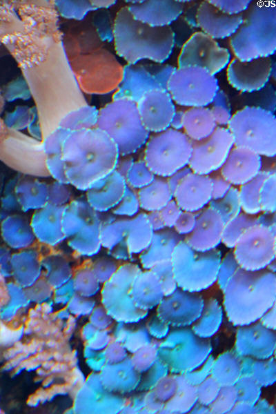 Coral at Waikiki Aquarium. Waikiki, HI.