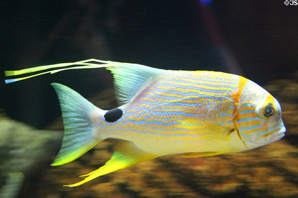 Sailfin snapper (<i>Symphorichthys spilurus</i>) fish at Waikiki Aquarium. Waikiki, HI.