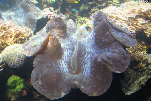 Giant clam (<i>Tridacna gigas</i>) at Waikiki Aquarium. Waikiki, HI.