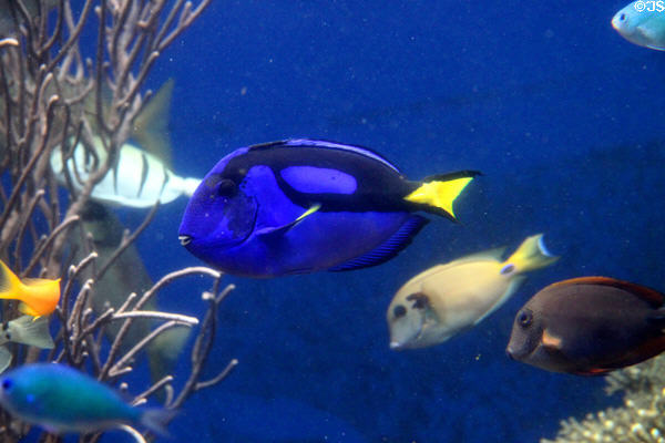 Reef fish including blue Regal Tang (<i>Paracanthurus hepatus</i>) at Waikiki Aquarium. Waikiki, HI.