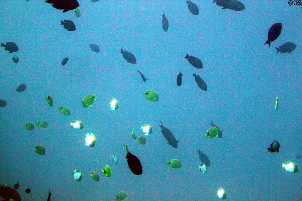 Reef fish seen from Atlantis submarine tours. Waikiki, HI.